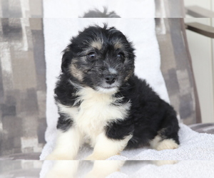 Aussiedoodle Miniature Puppy for sale in SHILOH, OH, USA