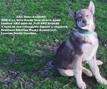 Small Photo #7 Siberian Husky Puppy For Sale in LAURENS, SC, USA