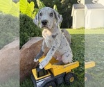 Small #3 Great Dane