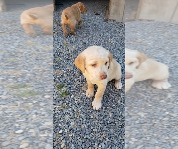 Medium Photo #13 Labrador Retriever Puppy For Sale in OLYMPIA, WA, USA