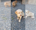 Small #12 Labrador Retriever