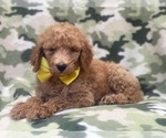 Small #8 Goldendoodle-Poodle (Standard) Mix