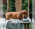 Small #2 Dachshund