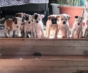 American Pit Bull Terrier Litter for sale in GRAND JUNCTION, CO, USA