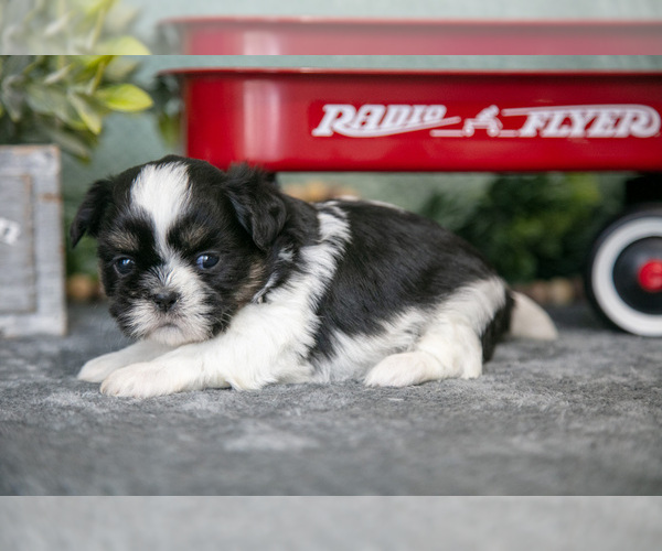 Medium Photo #10 Shih Tzu Puppy For Sale in CLARE, MI, USA
