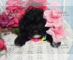 Small #2 Poodle (Toy)