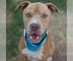Small American Staffordshire Terrier Mix