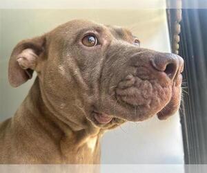 Mutt Dogs for adoption in Houston, TX, USA