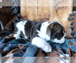 Small Photo #4 Olde English Bulldogge Puppy For Sale in SHILOH, OH, USA