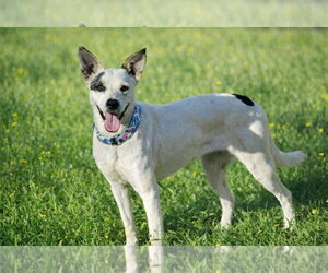 Ethel Mae - Female Mutt Dog for Adoption - Photo #2