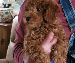 Poodle (Miniature) Puppy for sale in LETTS, IA, USA