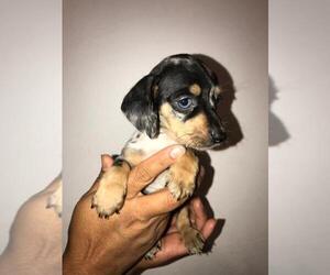 Dachshund Puppy for sale in CHULA VISTA, CA, USA