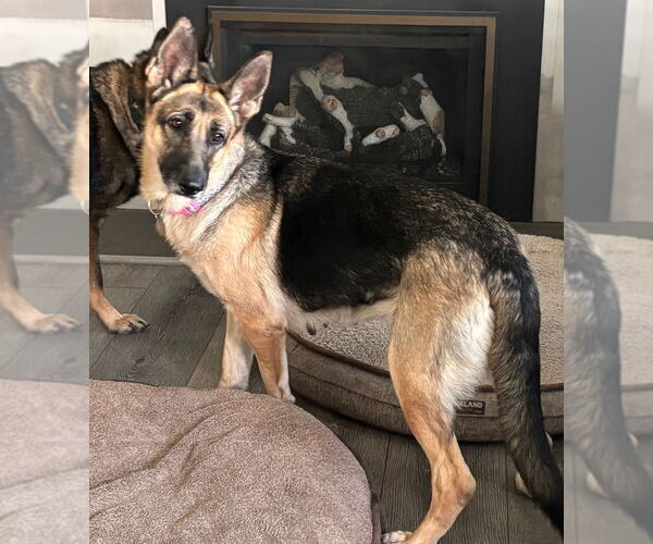 Medium Photo #1 German Shepherd Dog Puppy For Sale in Modesto, CA, USA