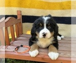 Puppy Stella Bernese Mountain Dog