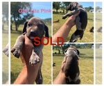 Puppy Female LitePink German Shorthaired Pointer