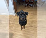 Small #4 Rottweiler