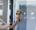 Small Photo #12 Golden Retriever Puppy For Sale in CHAMPIONS GATE, FL, USA