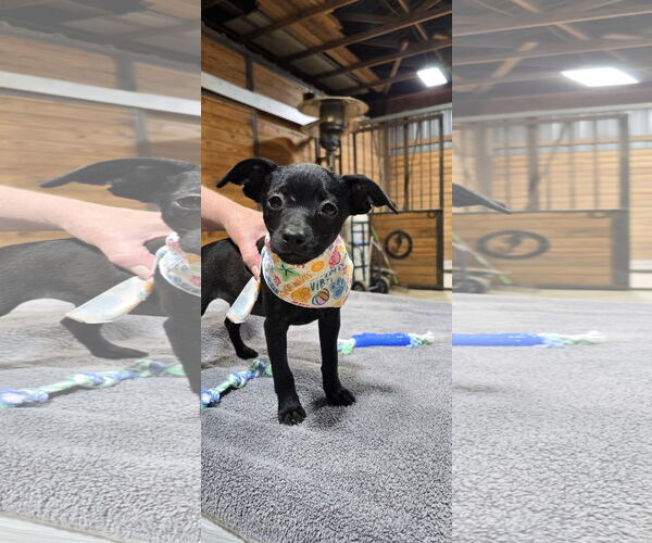 Medium Photo #1 Chihuahua-Unknown Mix Puppy For Sale in McKinney, TX, USA