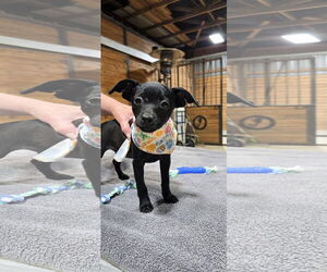 Chihuahua-Unknown Mix Dogs for adoption in McKinney, TX, USA