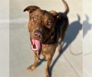 Medium American Pit Bull Terrier