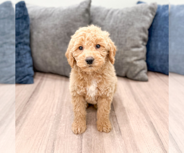 Medium Photo #32 Miniature Labradoodle Puppy For Sale in MILLERSBURG, OH, USA