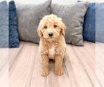 Puppy Kacey Miniature Labradoodle