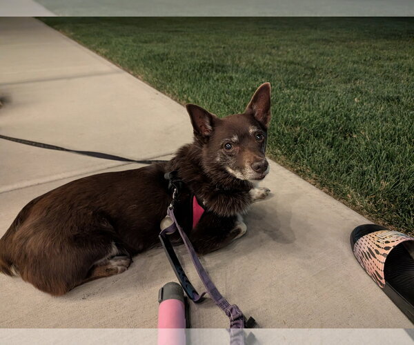 Medium Photo #1 Australian Shepherd-Chihuahua Mix Puppy For Sale in Sandy, UT, USA