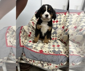 Bernese Mountain Dog Puppy for sale in ENON, OH, USA
