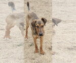Small #2 Doberman Pinscher Mix