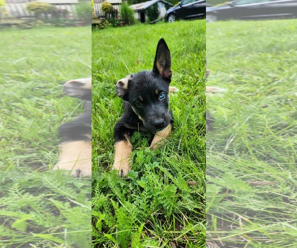 Medium Photo #3 Gerberian Shepsky Puppy For Sale in Oro Medonte, Ontario, Canada
