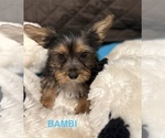 Puppy Bambi Yorkshire Terrier