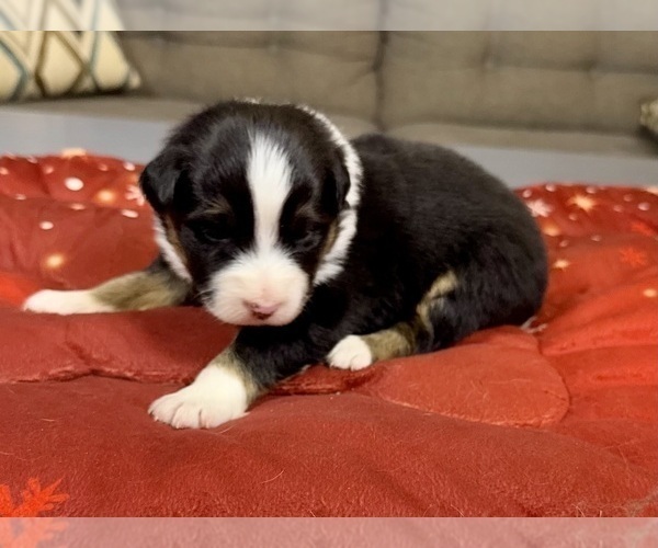 Medium Photo #87 Australian Shepherd Puppy For Sale in SALISBURY, NC, USA