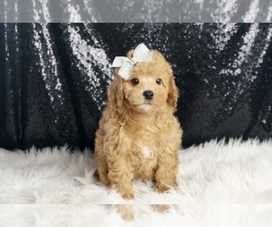 Medium Poodle (Toy)