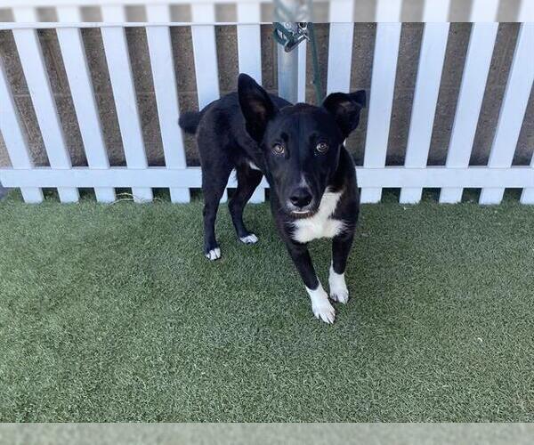 Medium Photo #1 Border Collie Puppy For Sale in Modesto, CA, USA