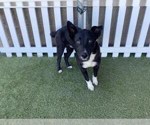 Border Collie Dogs for adoption in Modesto, CA, USA