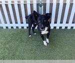 Small Border Collie