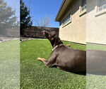 Small #3 Doberman Pinscher