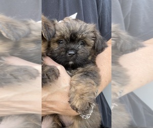 Shorkie Tzu Puppy for sale in VIRGINIA BEACH, VA, USA