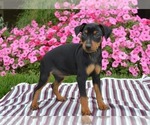 Small #2 Miniature Pinscher