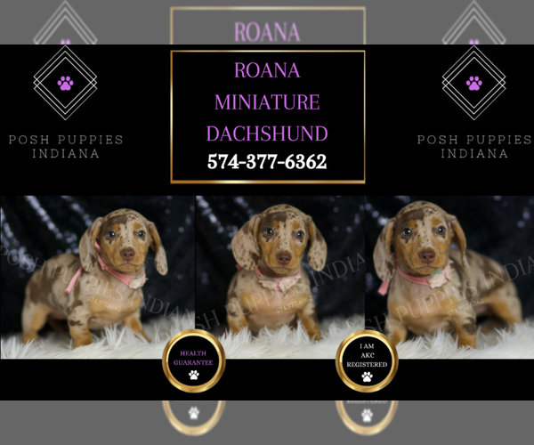 Medium Photo #127 Dachshund Puppy For Sale in WARSAW, IN, USA