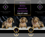 Small Photo #127 Dachshund Puppy For Sale in WARSAW, IN, USA