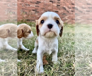Cavalier King Charles Spaniel Puppy for sale in TULSA, OK, USA