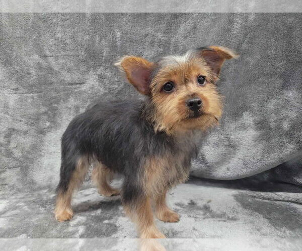 Medium Photo #4 Mutt Puppy For Sale in Lincolnwood, IL, USA