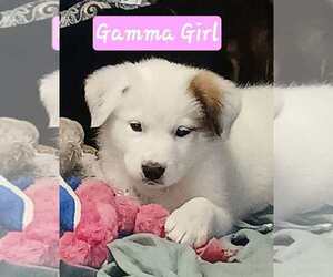 Aussie Pyrenees Dogs for adoption in Aurora, IN, USA