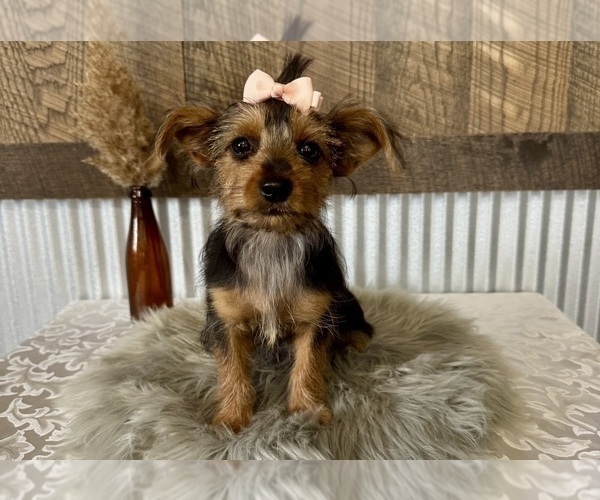 Medium Photo #7 Yorkshire Terrier Puppy For Sale in NAPPANEE, IN, USA