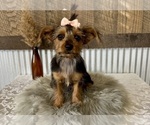 Small #6 Yorkshire Terrier