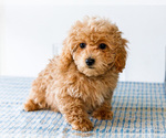 Small Photo #38 Poodle (Toy) Puppy For Sale in WAKARUSA, IN, USA