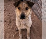 Small Photo #3 Mutt Puppy For Sale in Kanab, UT, USA