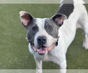 American Pit Bull Terrier-Unknown Mix Dogs for adoption in Waco, TX, USA
