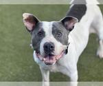 Small American Pit Bull Terrier Mix
